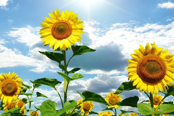 Gelbe Sonnenblumen auf dem Hintergrund der weißen Wolken