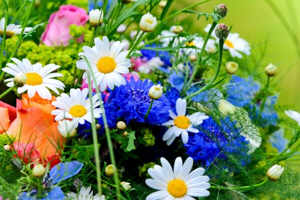 Wildblumen auf grünem Gras Hintergrund