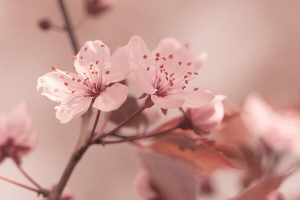 Fiori di ciliegio. Tenerezza rosa