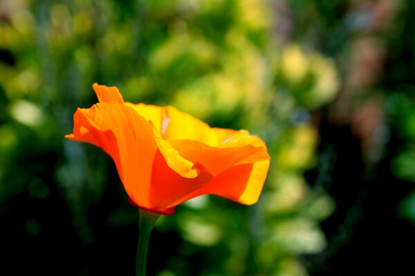 Fiore rosso su sfondo verde