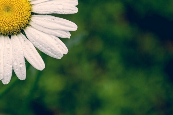 Makrofoto von Gänseblümchen mit unscharfen Hintergründen