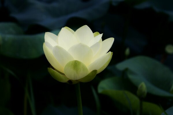 El loto blanco florece en la oscuridad