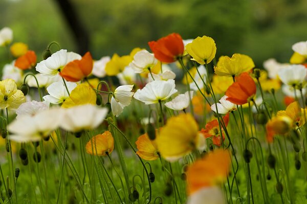 Naturaleza de verano con flores silvestres