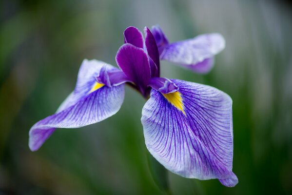 Große einzelne Iris mit lila Blütenblättern