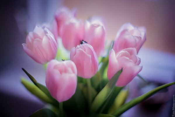 A bouquet of delicate pink tulips