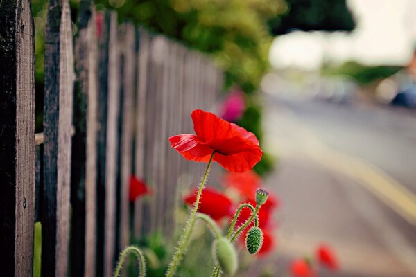 Poppies bloom near the fence