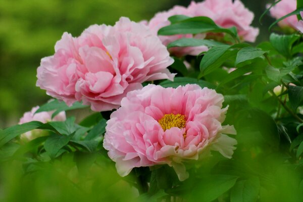 A delicate rose bush in bloom