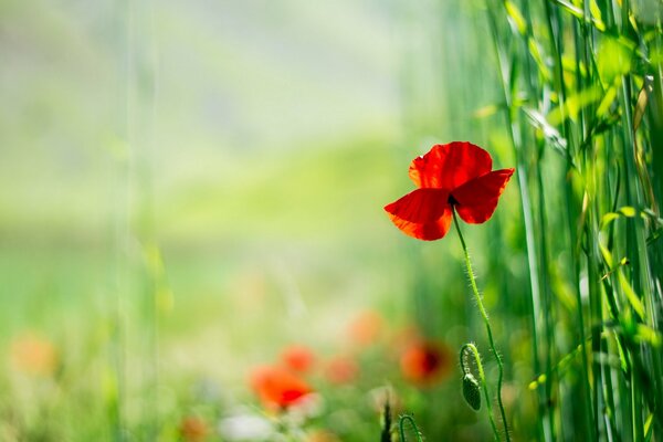 Red poppy in focus on a meadow with a blurry background