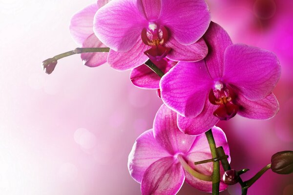 Phalaenopsis: un excelente representante de la familia de las orquídeas