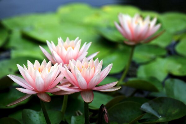 Lirios de agua suavemente rosados