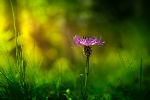 Sfocatura su riprese macro di fiori lilla