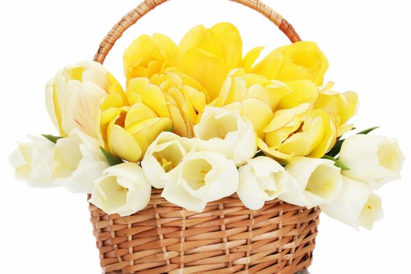 Yellow and white tulips in a basket. yellow flowers. flowers in a basket