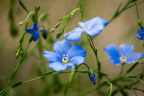 Zarte blaue Wildblumen