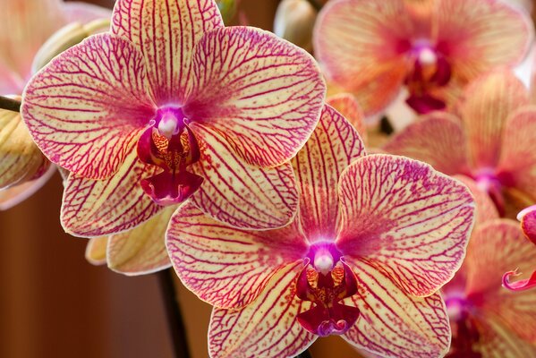 Orquídeas exóticas con pétalos rosados y amarillos