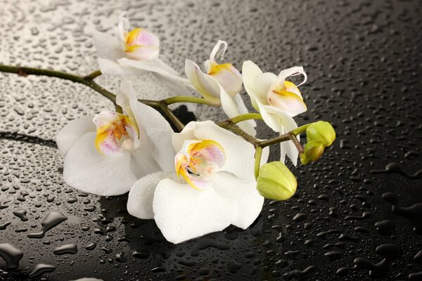 Flor de orquídea blanca sobre fondo oscuro con gotas de agua