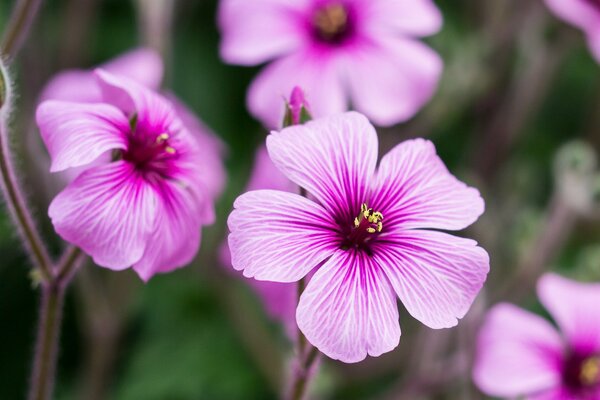 Rosa Geranie Knospe Makro