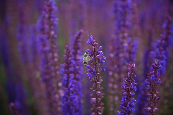 Abeja en una flor de salvia púrpura