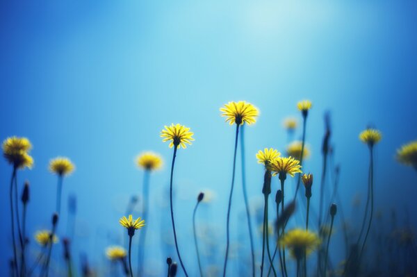 Flores amarillas contra el cielo