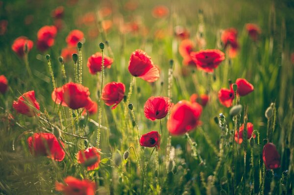 Rote Mohnblumen unter Gras