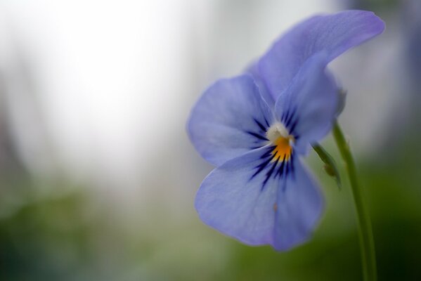 Pensées délicates en fleurs