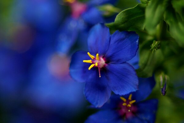 Blaue Blume in einem unscharfen Hintergrund