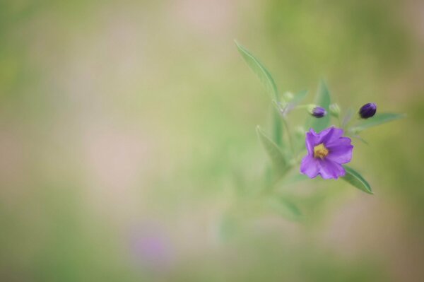 Lilac flowers on a blurry background