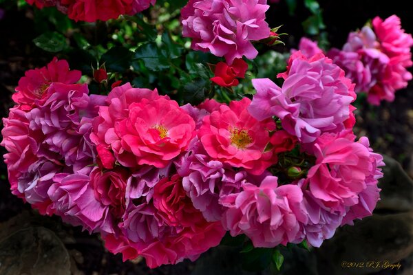 Zarte Blütenblätter eines rosa Strauches