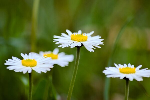 Nahaufnahme von Gänseblümchen vor dem Hintergrund einer natürlichen Umgebung