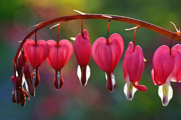 Fiori rosa su un ramo come un cuore spezzato