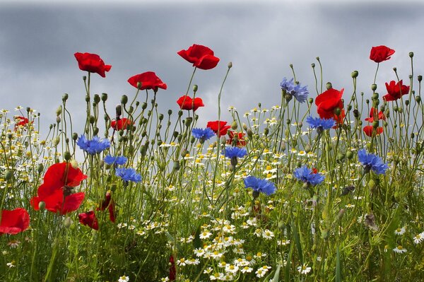 Campo con flores de verano: amapolas, acianos y margaritas