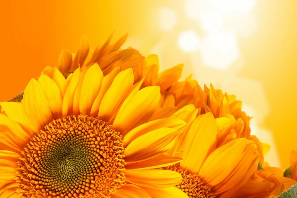 Bright sunflowers on an orange background