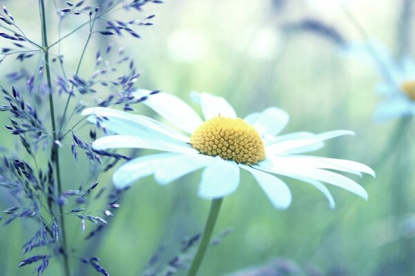 Feldblumen. Widescreen Wallpaper