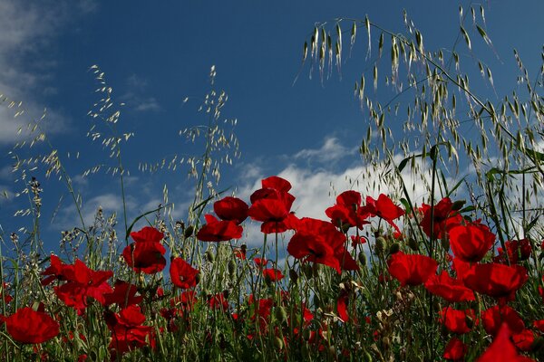 Coquelicots rouges sur un champ ensoleillé