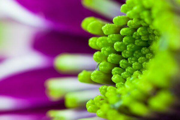 Fotografia macro di bouquet viola con verde