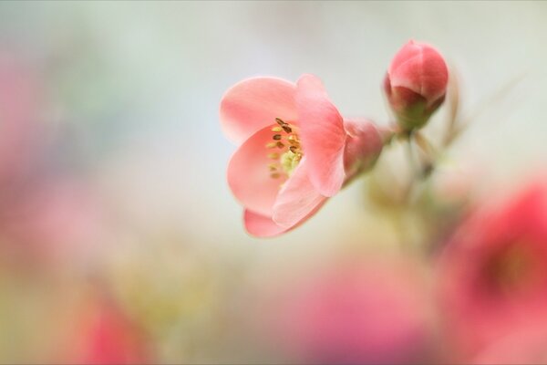 Eine sanfte Blume für eine romantische Stimmung