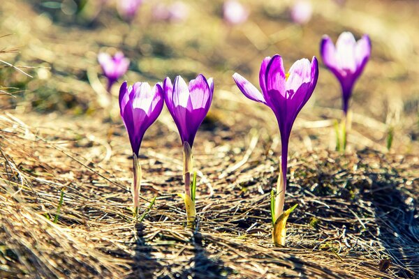 Purple flowers in the field are illuminated by the sun