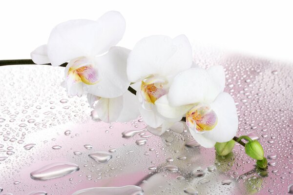 A branch of a white orchid with water drops