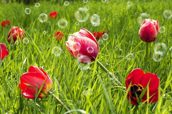 Tulipes rouges et bulles de savon sur fond