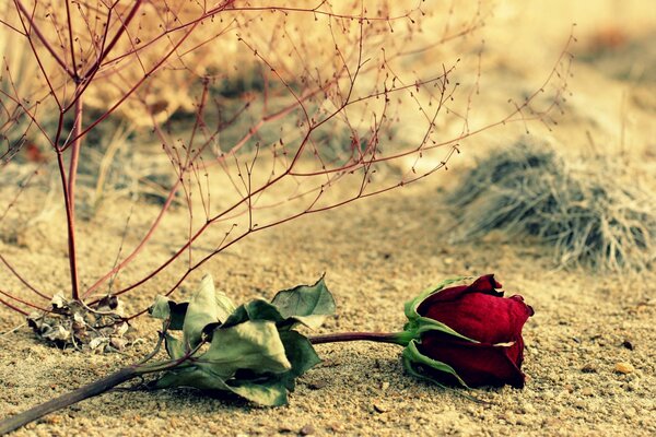 Rose rouge sur le sol avec de l herbe sèche