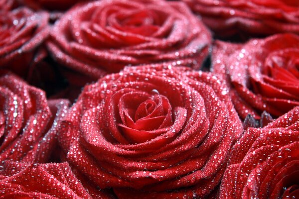 Rugiada sulle rose rosse. mazzo di rose in rugiada