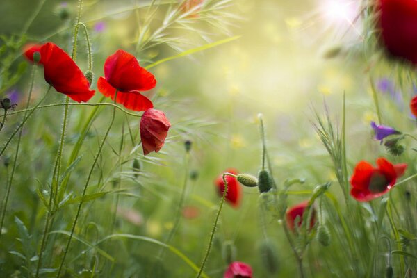 Poppies in the field. Grass. Summer