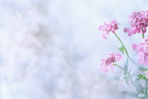 Bouquet de fleurs sur fond