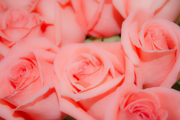 Beaucoup de beaux boutons de roses roses