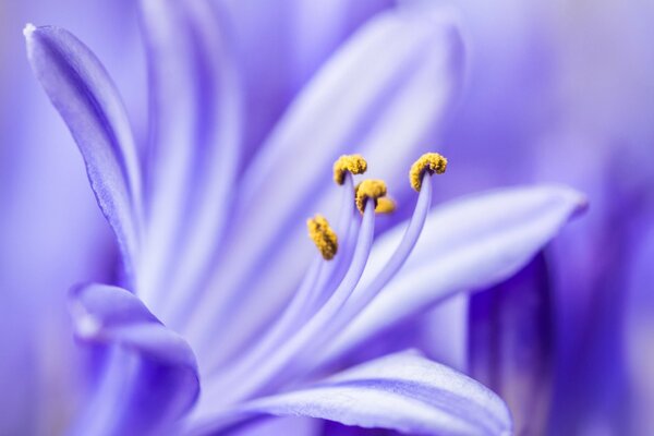 Lila Blume mit gelben Staubblättern