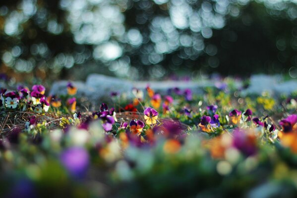 En las flores del pensamiento destellos borrosos