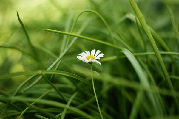 Camomille sur fond d herbe verte