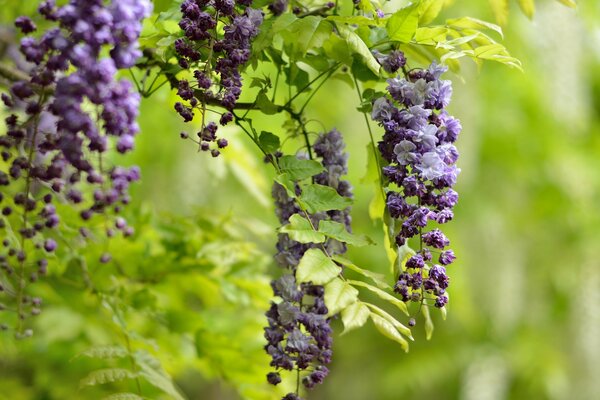 Fiori di glicine su sfondo di foglie