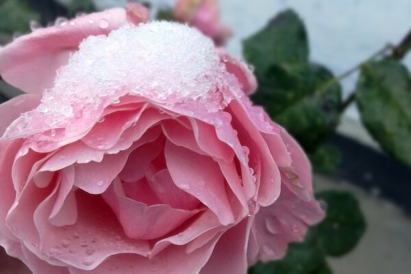 Neve e gocce sui petali di rosa