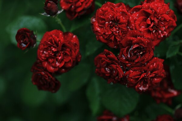 Schöne gedruckte rote Rosen in Wassertropfen