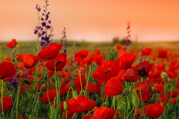 Tiges et fleurs de pavot au coucher du soleil